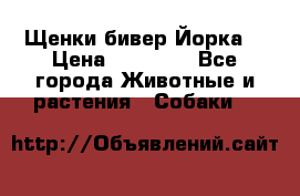 Щенки бивер Йорка  › Цена ­ 30 000 - Все города Животные и растения » Собаки   